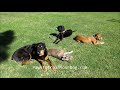 Koda & Brat Pack - Paws To Train Your Dog - Phoenix Dog Trainer Koda & Brat Pack - Paws To Train Your Dog - Phoenix Dog Trainer
