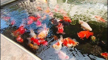 Keng พระราม 3 - Update โซนเลี้ยงปลาทองรวมทุกสายพันธุ์ที่บ้านคุณเก่ง พระราม 3 + เปลี่ยนคาร์บอน Set 1