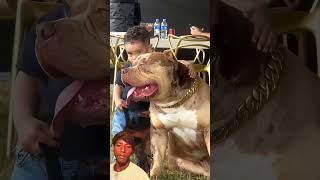 #pitbull   #वीडियो #viral #facts  😀🐯🐯💯💪