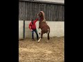 Dangerous Aggressive Stallion! What can i do to help?!