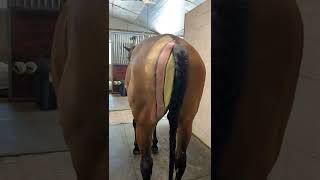 The Horse's Hamstrings