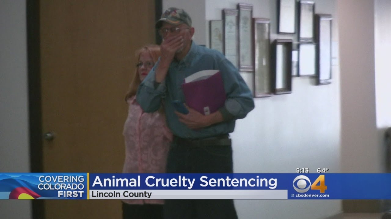Woman Sentenced To 43 Days In Jail For Animal Cruelty - YouTube