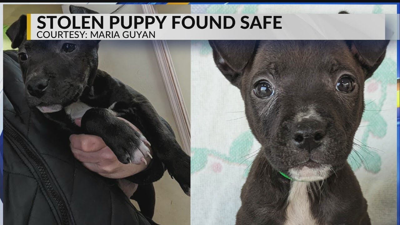 Stolen puppy returned safely to local shelter - YouTube