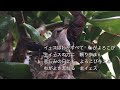 イエスはわがすべて 希望の讃美歌386番 Jesus is all the world to me