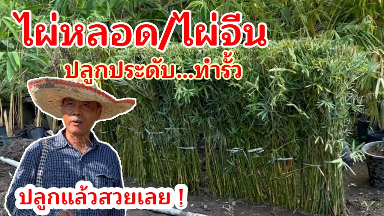 ไผ่หลอด/ไผ่จีน…ปลูกทำรั้วประดับ  ปลูกแล้วสวยเลย ต้องแบบนี้!