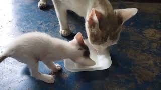 Kitten having their meals.