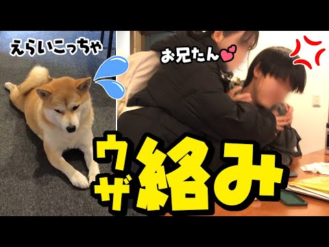 冬休み中の兄に好き好き攻撃する妹に呆れる柴犬
