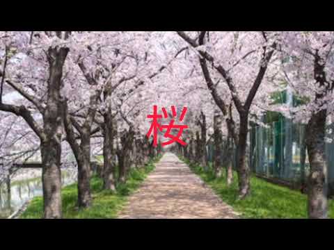 さくら　森山直太朗cover曲　台湾老紅木weちゃん二胡