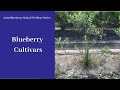 Blueberry Cultivars
