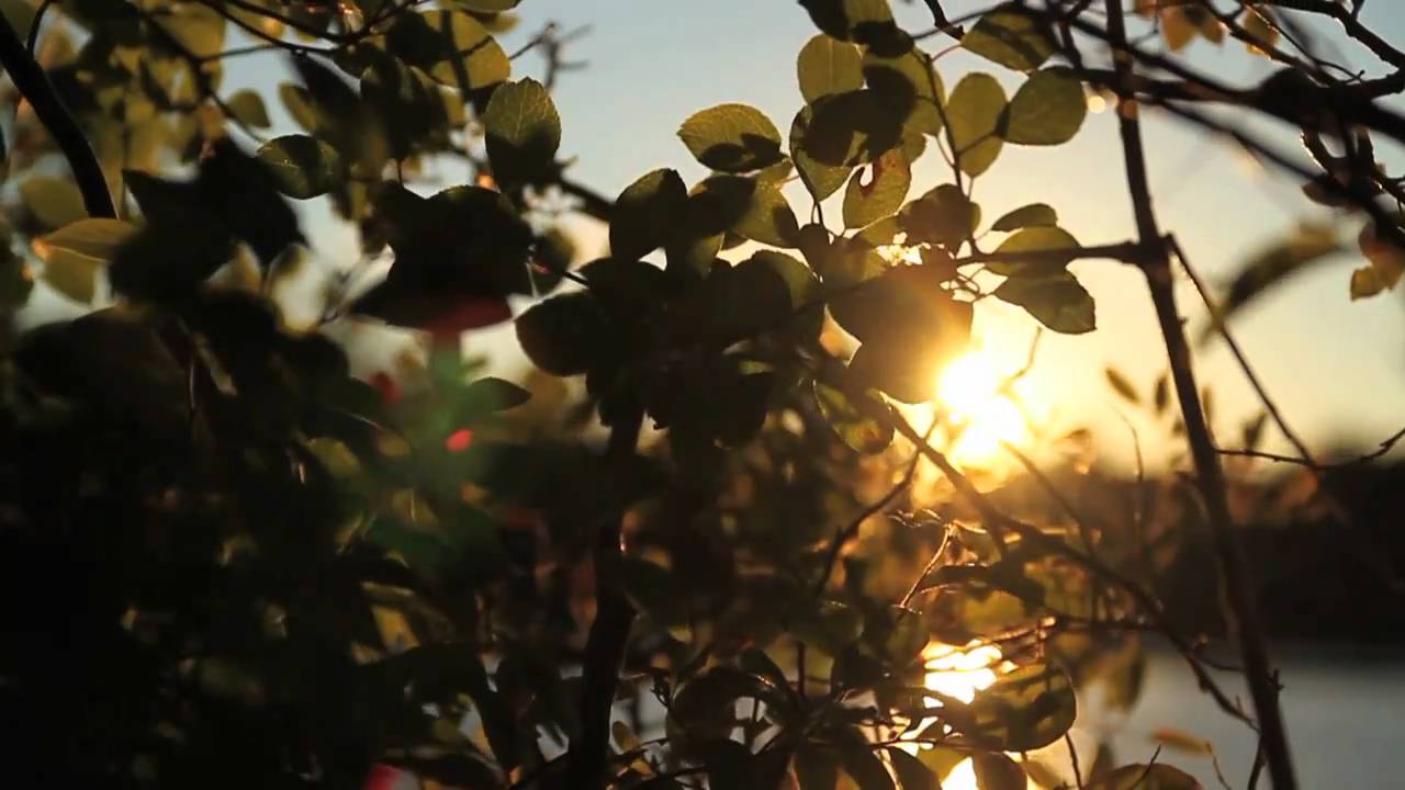 Frog Pond & Dingle Tower