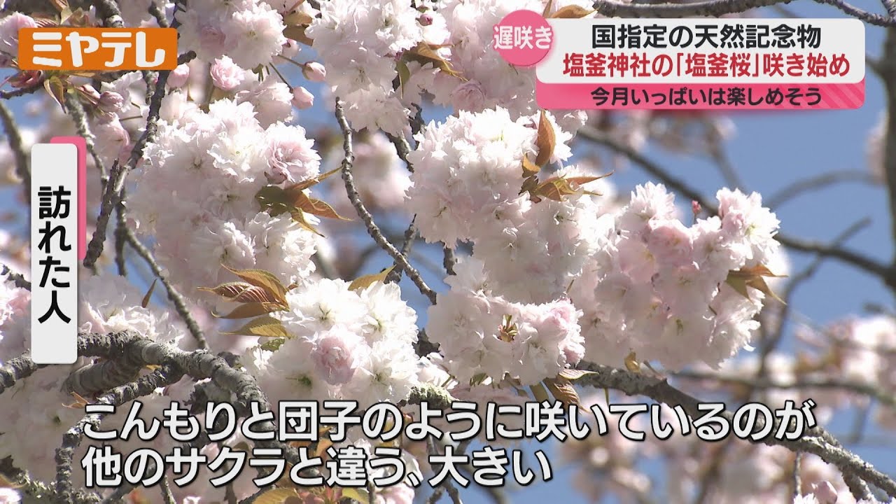 丸くてボール、こんもりと団子のよう」国指定の天然記念物『塩釜桜 