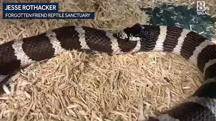 Snake tries to eat itself!