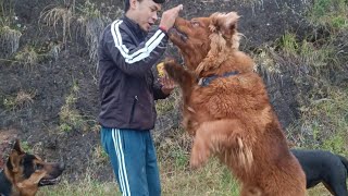 Tibetan mastiff Rottweiler German shepherd ko khilaya Biscuit #viral #tm #rott #gsd by The Pahadi Dogs 1,922 views 7 months ago 1 minute, 56 seconds