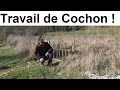 Travail de Cochon !