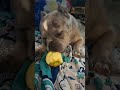 so cute #exoticbully #dog #animals #cute #viral #fyp #bullydogs #merlebully #merlebullies #bully