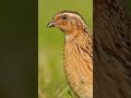 Commonquail Quail Quail Batair Free Download Batair Awaz Rata Ka Batair Batair بٹیر Birds Quail Commonquail Quail Quail Batair Free Download Batair Awaz Rata Ka Batair Batair بٹیر Birds Quail