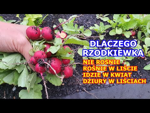 Wideo: Dlaczego rzepa ma dziury?