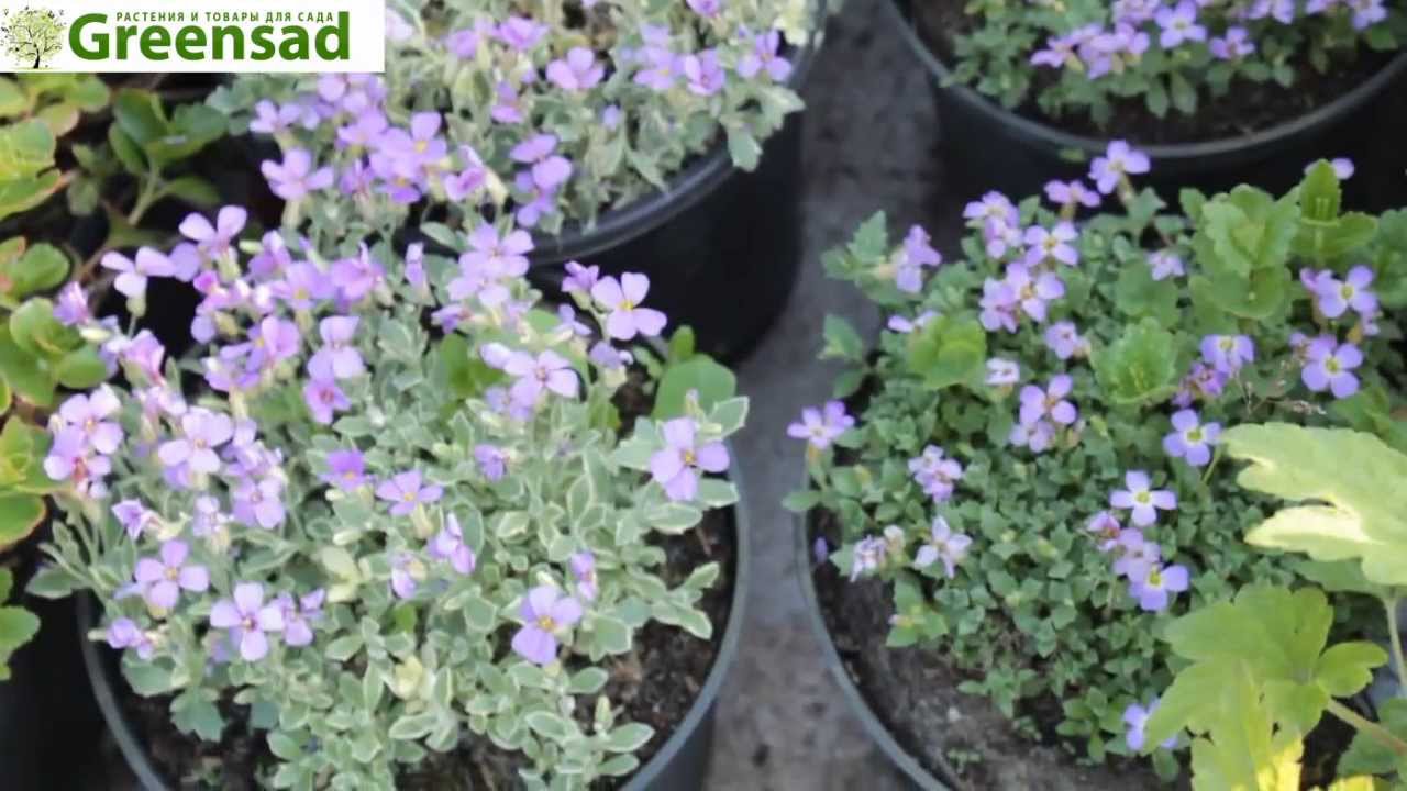 Обриета (фиолетовый) - видео-обзор от Greensad