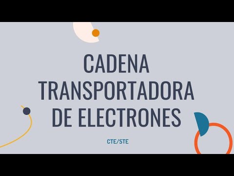 ⛓️CADENA TRANSPORTADORA DE ELECTRONES: FOSFORILACIÓN OXIDATIVA | Dónde ocurre, Función, Estructura🤝
