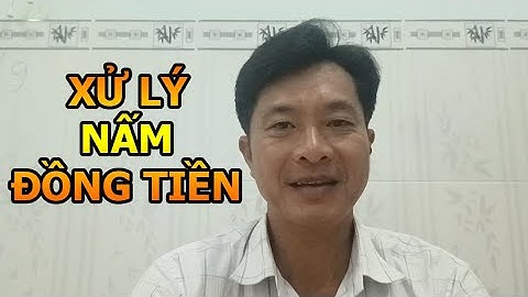 Nấm đồng tiền là gì? Xử lý nấm đồng tiền trong ao nuôi tôm, phòng tránh tôm bị trống ruột.