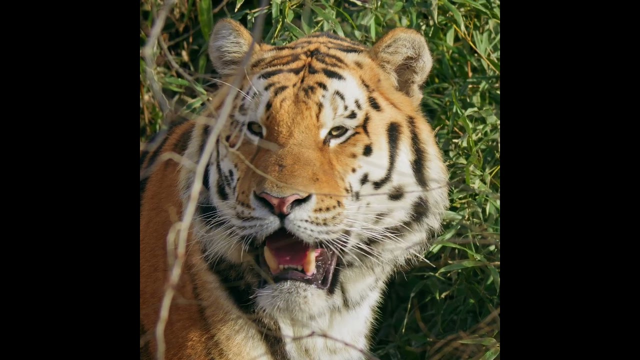 Beautiful Siberian Tiger 🐯 