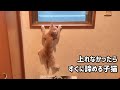 上れなかったら、すぐに諦めてしまう子猫