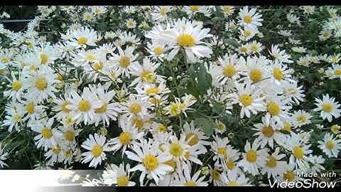 Cúc họa mi:"Đặc sản" mùa đông Hà Nội