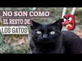 ⚡ GATOS NEGROS ▶ 6 datos SORPRENDENTES 🐈‍⬛