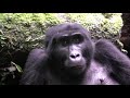 Gorillas in the wild. Bwindi Impenetrable Forest