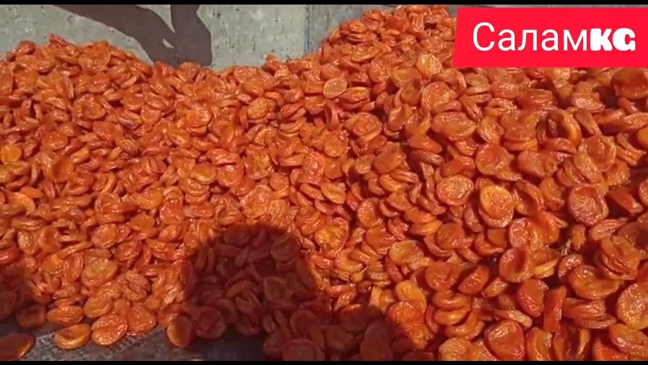 Орук текст. Урюк в узбекистане. Орук текст. Урюк субхони. Орук текст.
