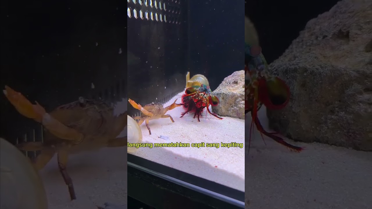 pertarungan Mantis versus kepiting #fypシ゚viral #mantis #fyp #shorts