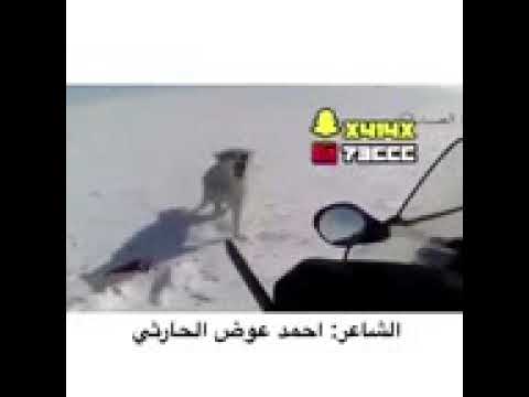 شعر عن الذيب 