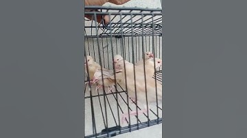 fawn java || java sparrow#finches #javasparrow #javabreed#breeder #pakistan #lahore #lovebird