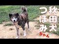 【ご報告】秋田犬 蕾ちゃん少し前から腫瘍ができてます