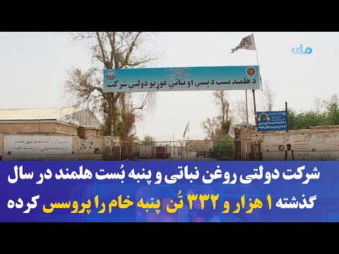 شرکت دولتی روغن نباتی و پنبه ب ست هلمند در سال گذشته ۱ هزار و ۳۳۲ ت ن پنبه خام را پروسس کرده