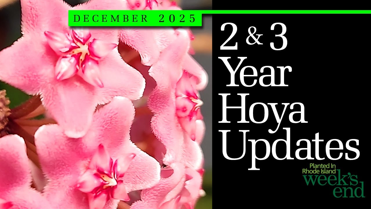 Обновления по хойям 2 и 3 лет | Hoya decipulae, Hoya fungii, Hoya insularis, Hoya meredithii и мн...