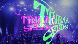 Tribal Seeds 🔥 2019 One Love Long Beach