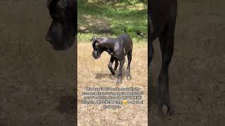 Funny Great Dane. #dog #foryou #greatdane #fyp #funnydog