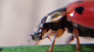 Wie geht man eigentlich mit Blattläusen im Naturgarten um?