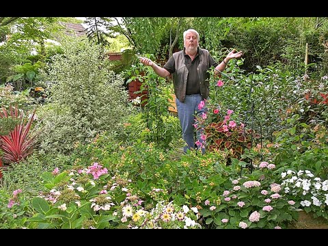 Vidéo: Utiliser le cresson amer poilu comme herbes : conseils sur la recherche de nourriture pour les mauvaises herbes de cresson amer poilu