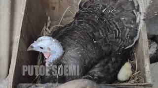 Download lagu Telur Ayam Yang Dierami Ayam Kalkun Akhirnya Menetas Telur Ayam Yang Dierami Ayam Kalkun Akhirnya Menetas