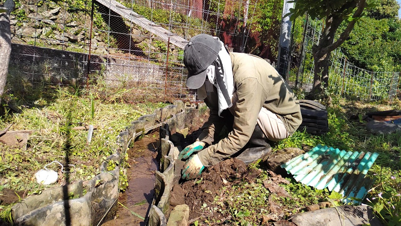 果樹畑の排水路を整備する - 果樹のアリ対策も。 ( 5月2024年 )