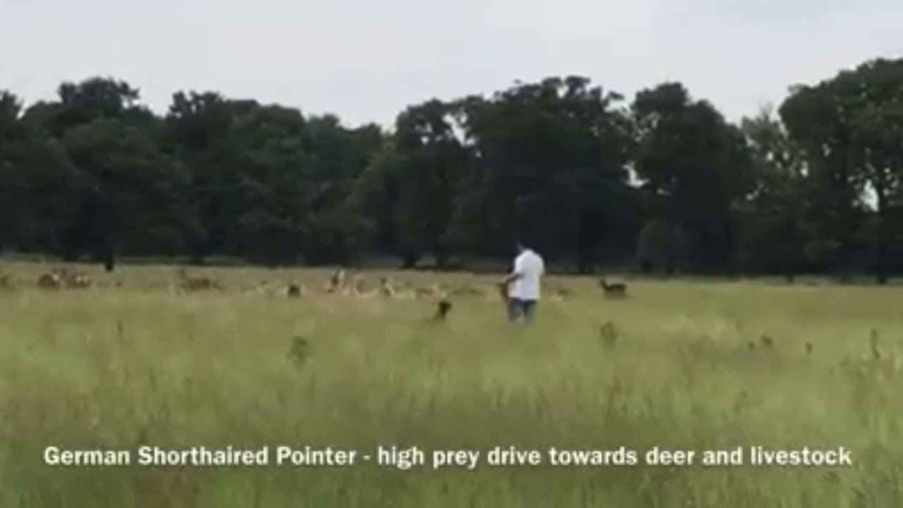 Dog Chasing Deer Richmond Park