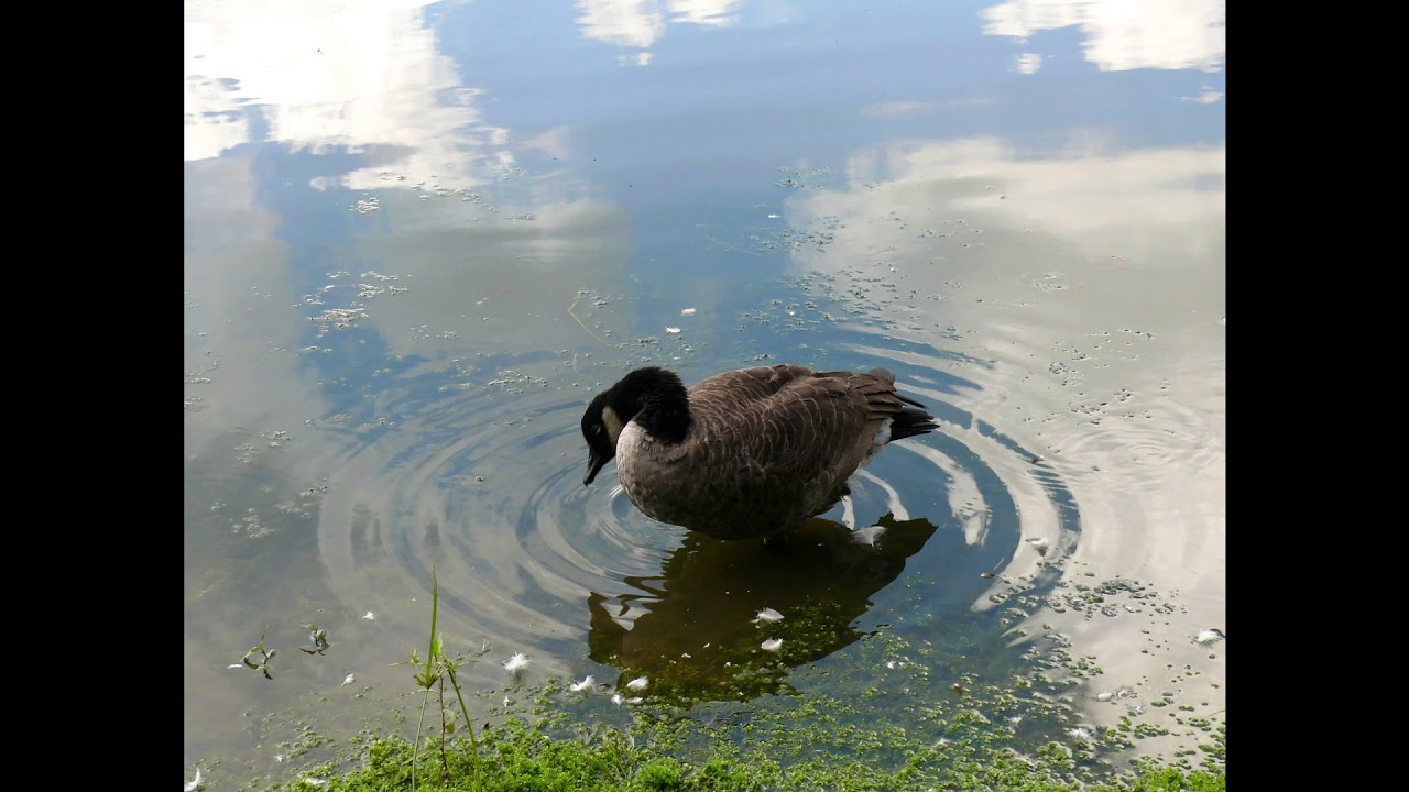 Carpenter Pond YouTube