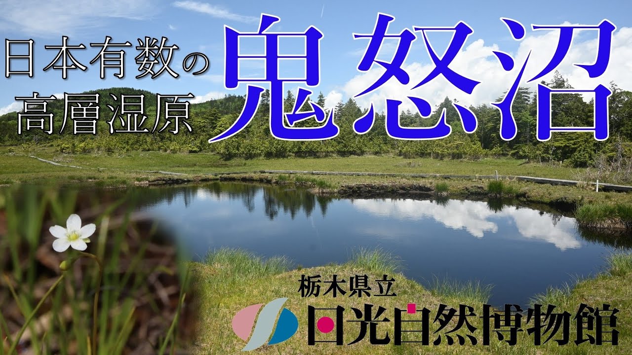 日本有数の高層湿原！鬼怒沼へ!!＜2023年7月4日＞【奥日光自然情報】 - YouTube