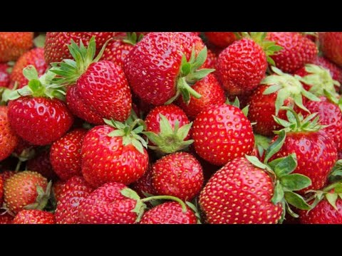 Video: No Fruit On Strawberry Cog - Vim Li Cas Tsis Muaj Strawberries