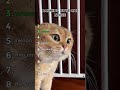 Ranking Cute Cat Noises #shorts #cute #animals #cats