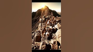 Goats Climbing Palm Trees – Nature’s Unexpected Climbers! #new #ai #countrysidelife #funnyanimals