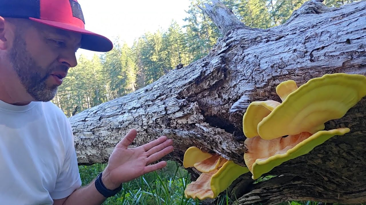 Chicken of the Woods Mushroom- Forage and Cook 2025