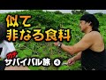 群馬のランボーのサバイバル旅➍ 河原で見つけた米の代わりとなる食料とは?